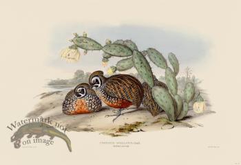 08 Ocellated partridge